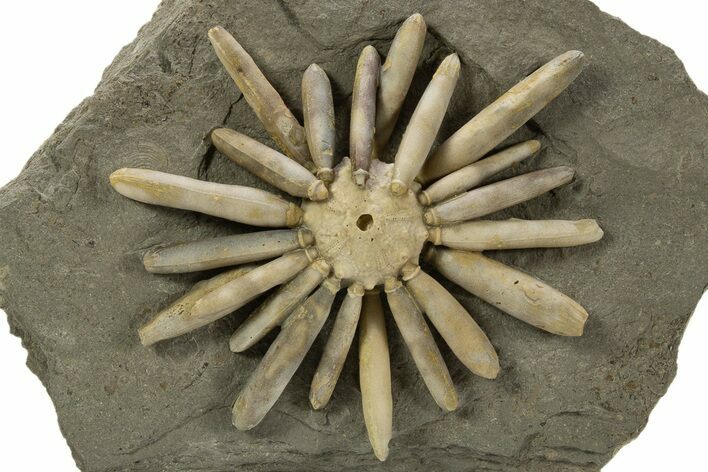 Jurassic Club Urchin (Asterocidaris) - Boulemane, Morocco #318982